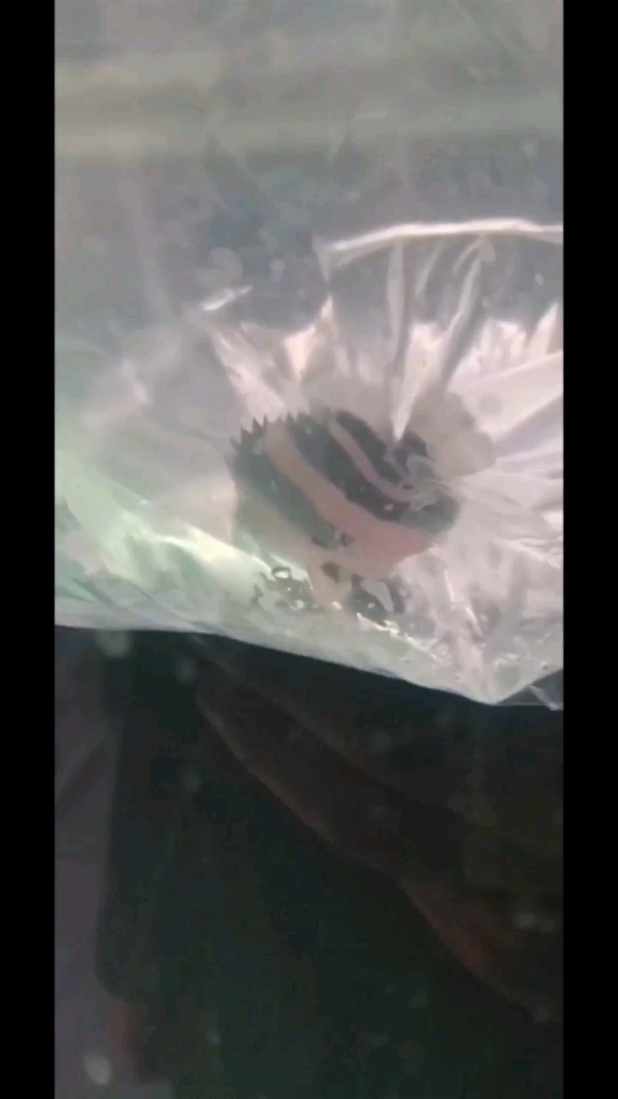 朋友們這個虎魚是什么體形