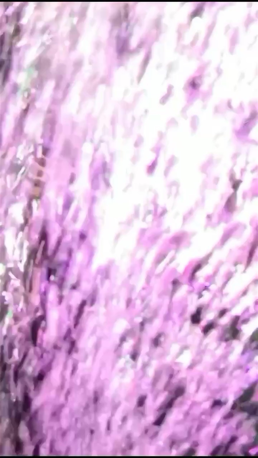虎魚嘴巴合不上 虎魚嘴巴合不上 虎魚百科