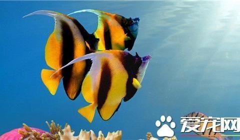 魚缸清潔用具有哪些種類的好用(魚缸清潔工具用什么好)