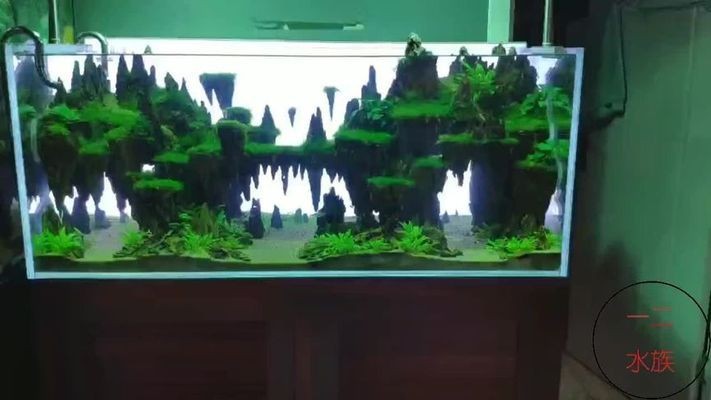 銀龍魚一個月可以長多大魚苗（銀龍魚一個月可以長多大魚苗啊）