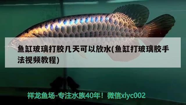 水磨溝區華凌市場陳林水族商行（烏魯木齊華凌水族）