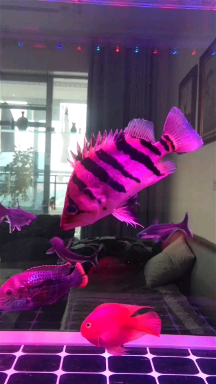 龍魚頭部下沉至水面以下，預防龍魚沉頭的方法包括：水質管理，如何預防龍魚沉頭