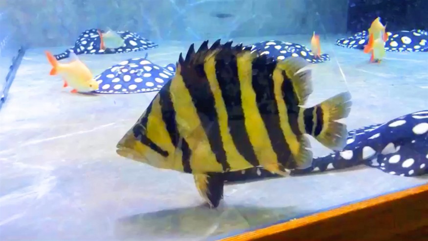 從魚友手里淘了兩天長明虎