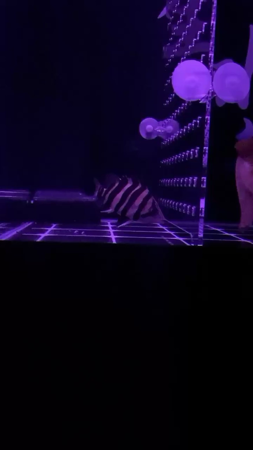 這是什么虎魚