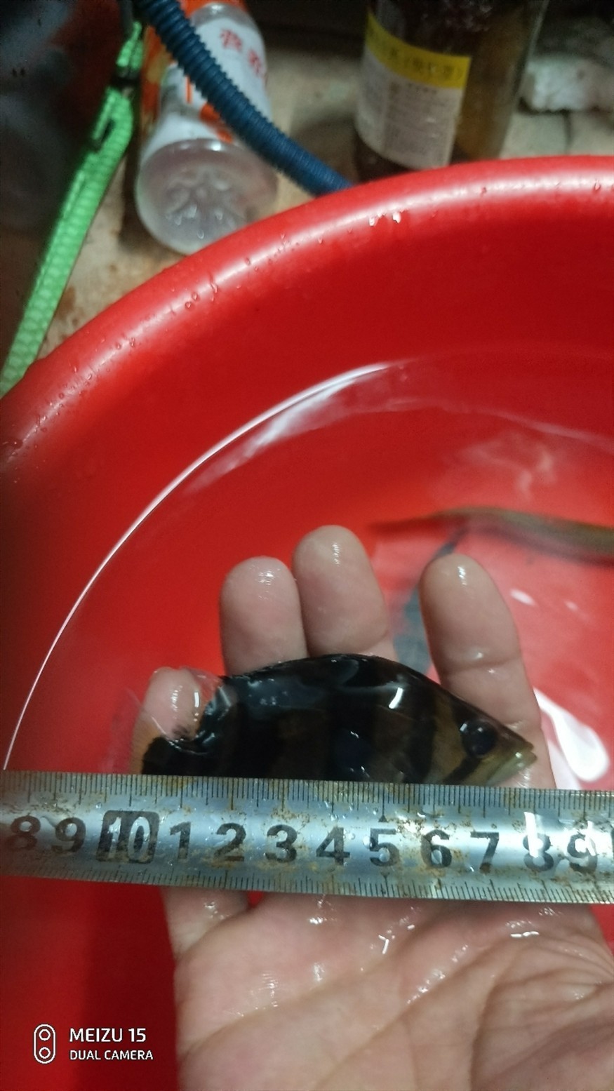虎魚我的情懷