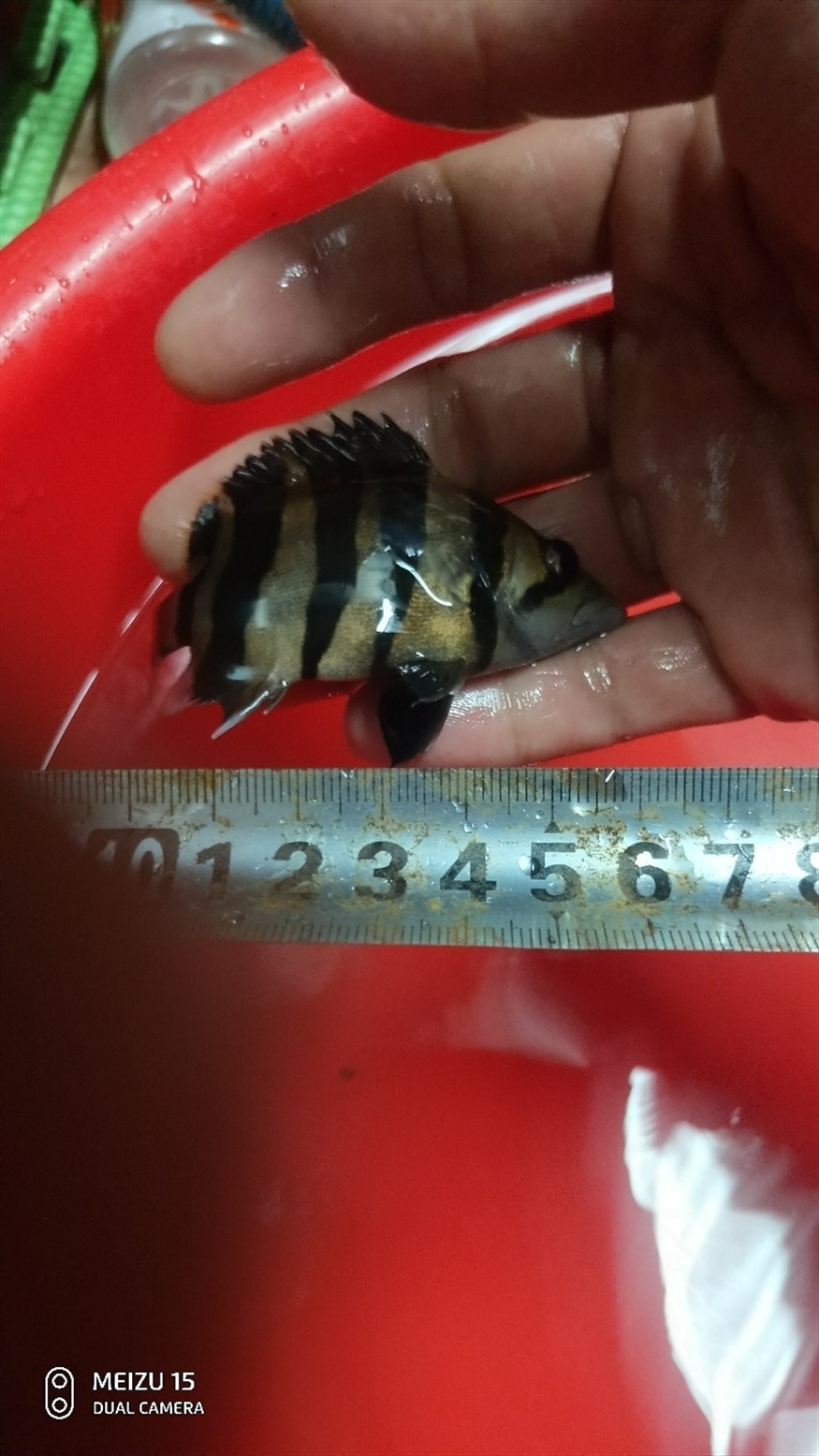 虎魚我的情懷