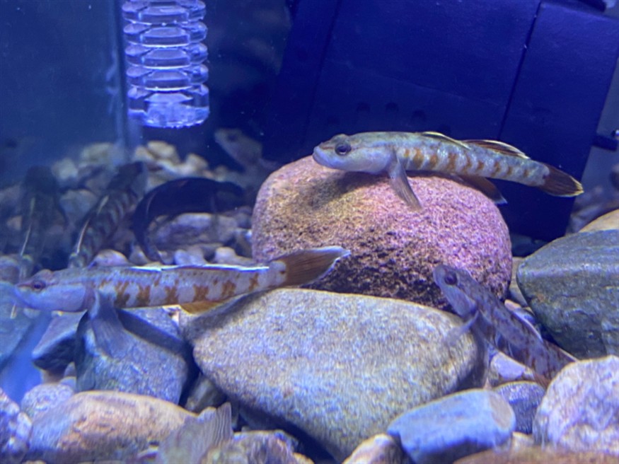 周氏蝦虎魚