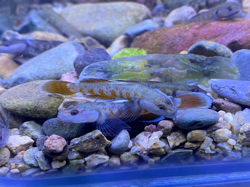 周氏蝦虎魚