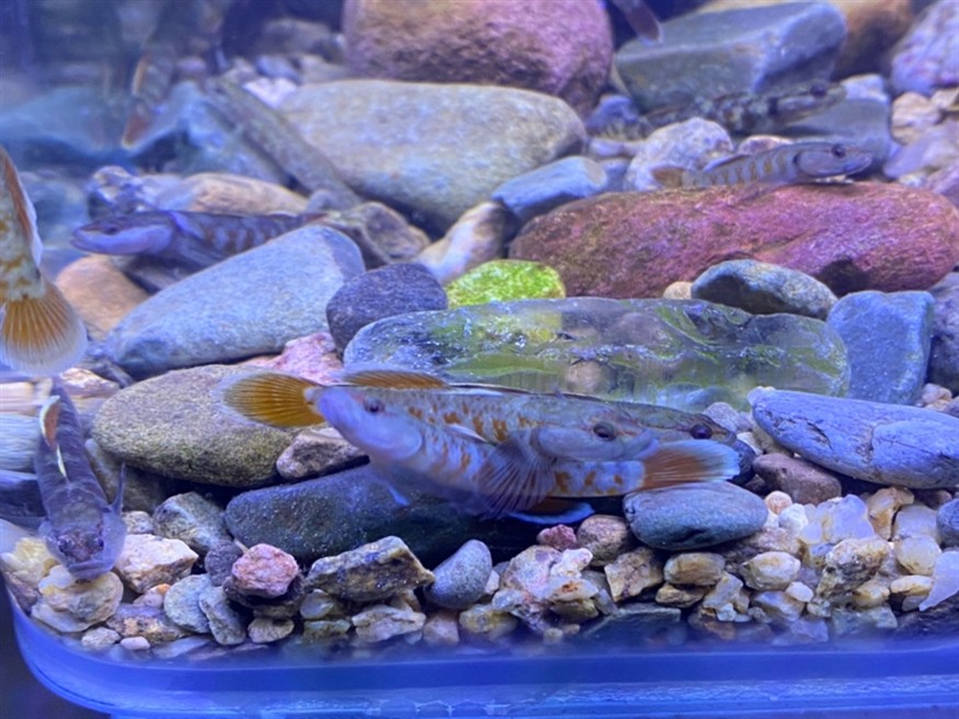 周氏蝦虎魚
