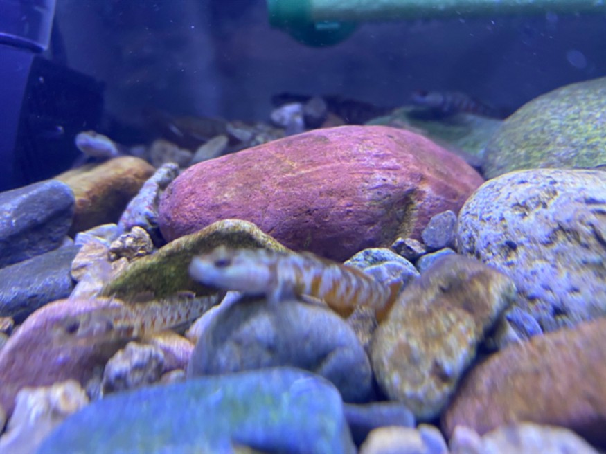 周氏蝦虎魚