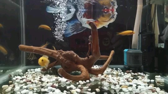 小虎魚能和慈鯛混養(yǎng)嗎 小虎魚能和慈鯛混養(yǎng)嗎 虎魚百科 第3張