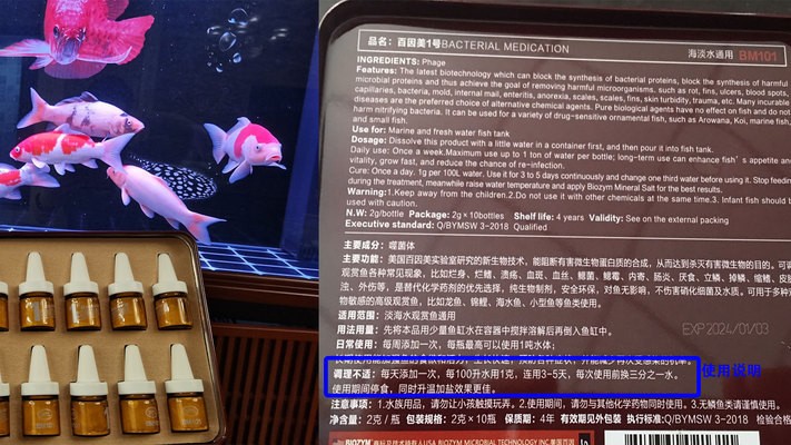 銀龍魚什么時候會寬身呢（銀龍魚什么時候會寬身呢圖片）