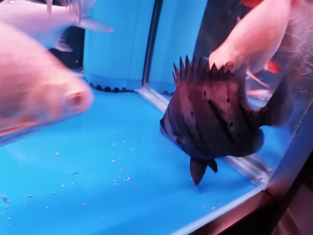 虎魚不明