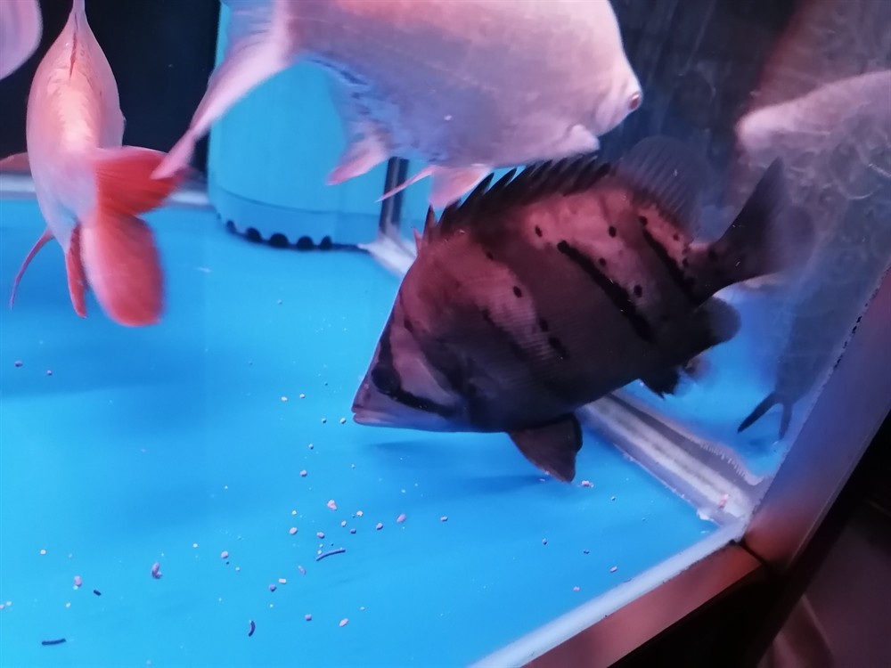 虎魚不明