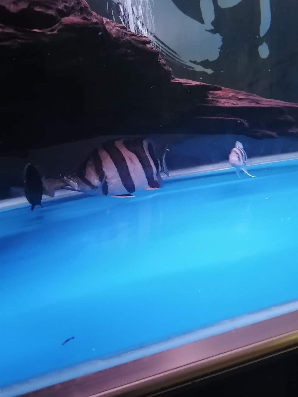 虎魚不明