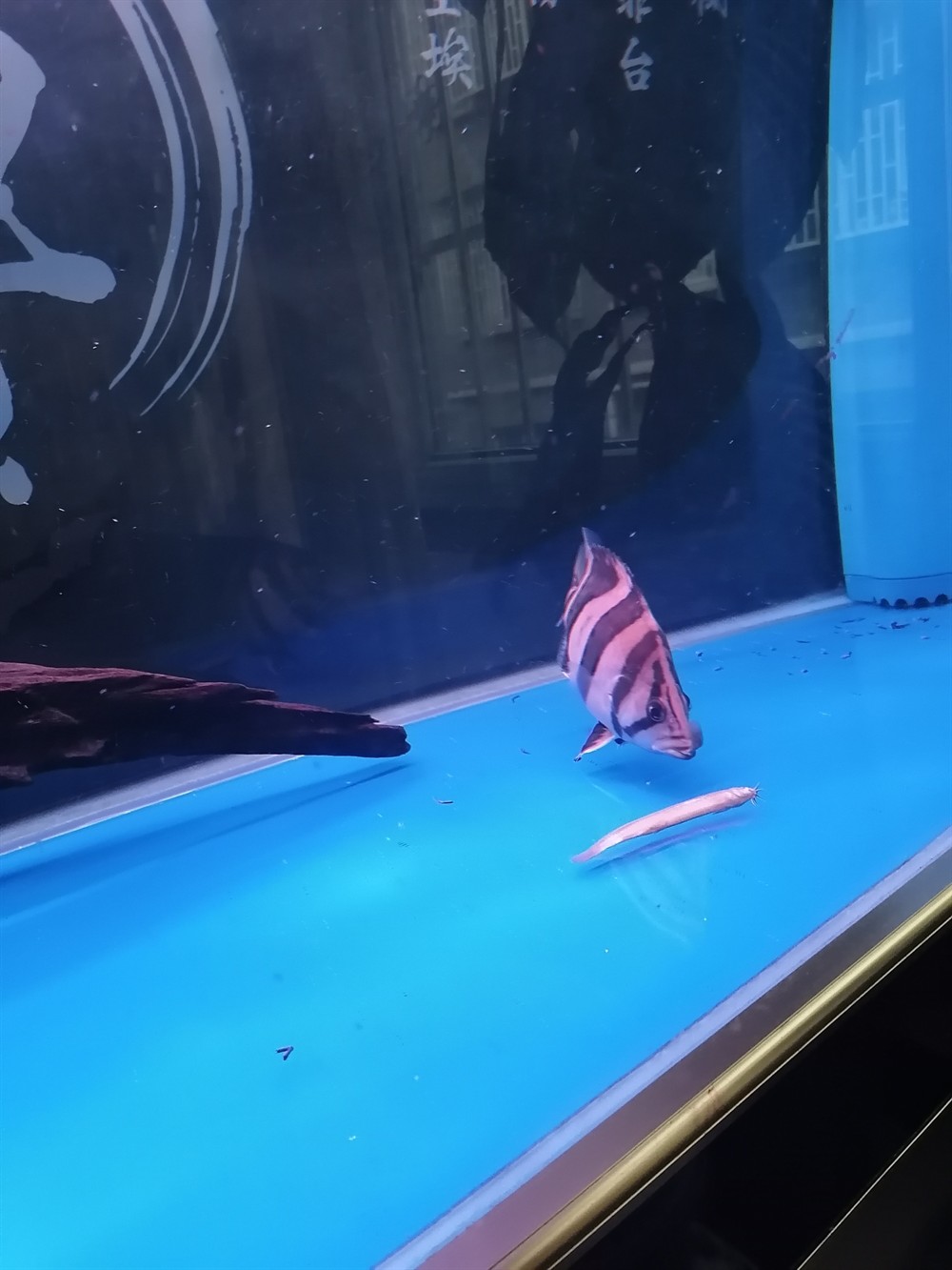 虎魚不明 虎魚不明 虎魚百科 第4張