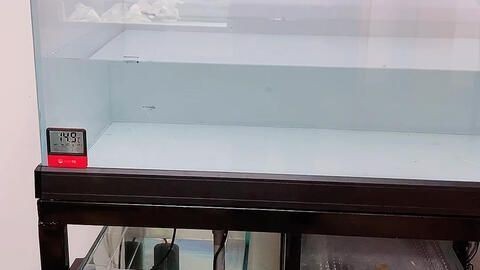 新買回的銀龍魚不吃東西怎么辦（新買回的銀龍魚不吃東西怎么辦呢）