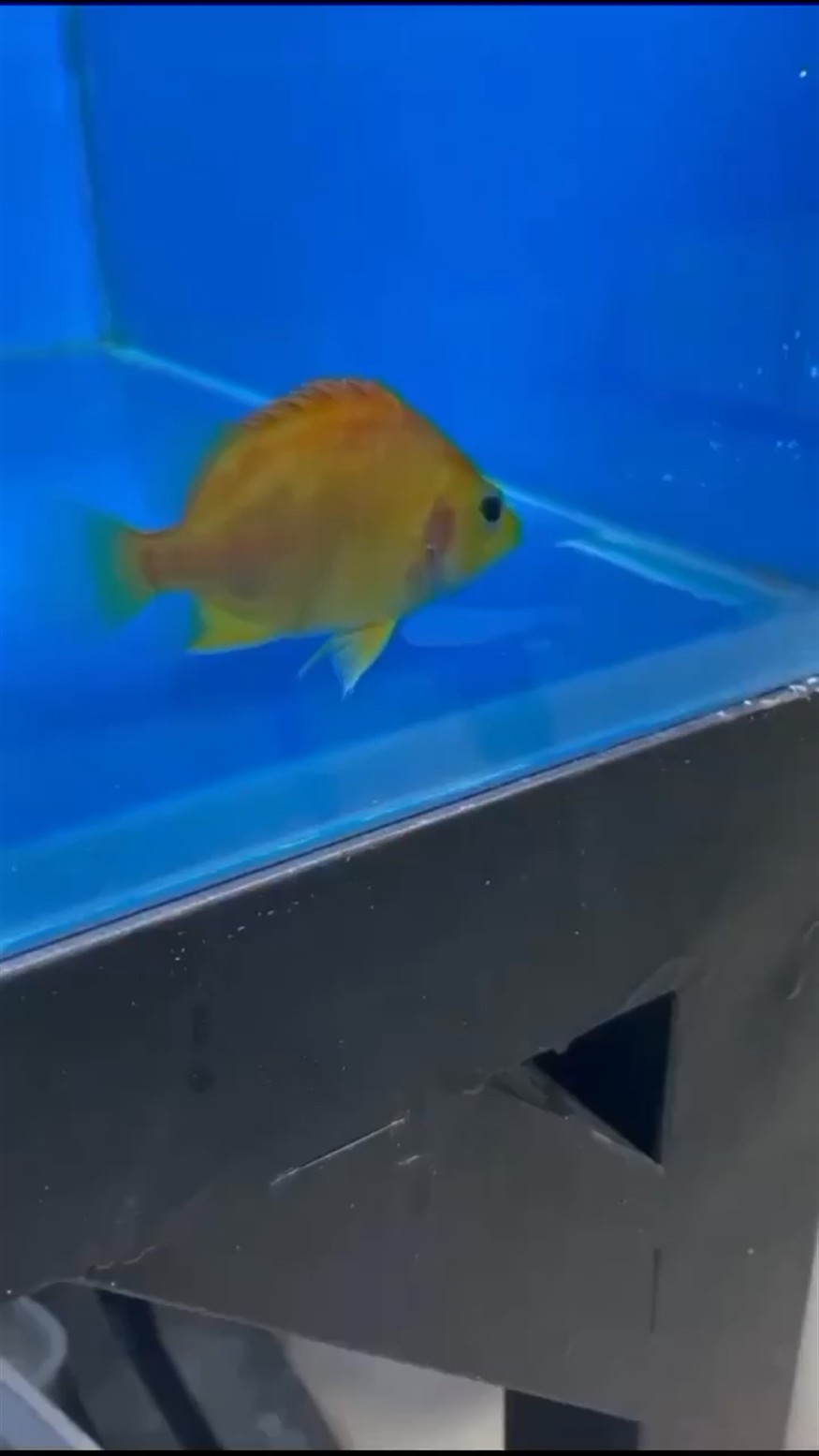 黃金虎魚真呢道