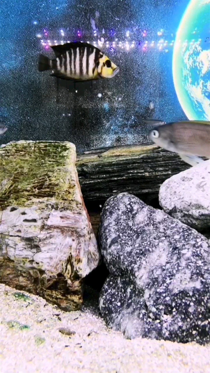 三湖慈鯛金頭虎腹水魚病