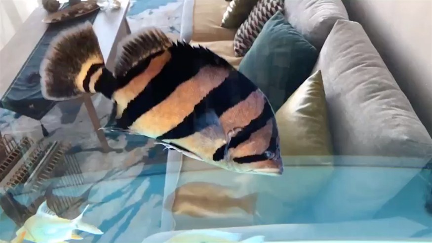 我是一個快樂的小虎魚