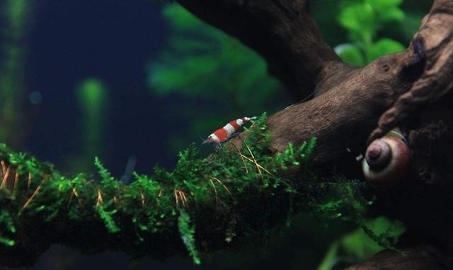 獨(dú)山縣玉水鎮(zhèn)欣怡水族馬尾繡工藝品廠（獨(dú)山縣玉水鎮(zhèn)欣怡水族馬尾繡工藝品廠電話(huà)）