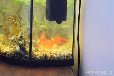 大同市城區琉森自然植物水族館（大同水生植物）