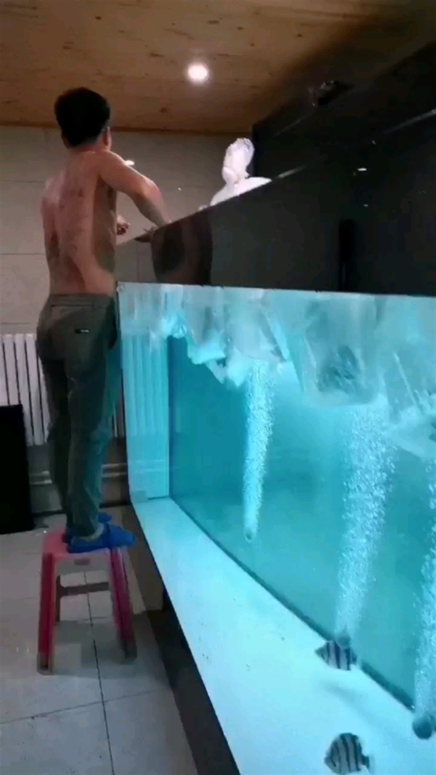 虎魚混養(yǎng)注意事項