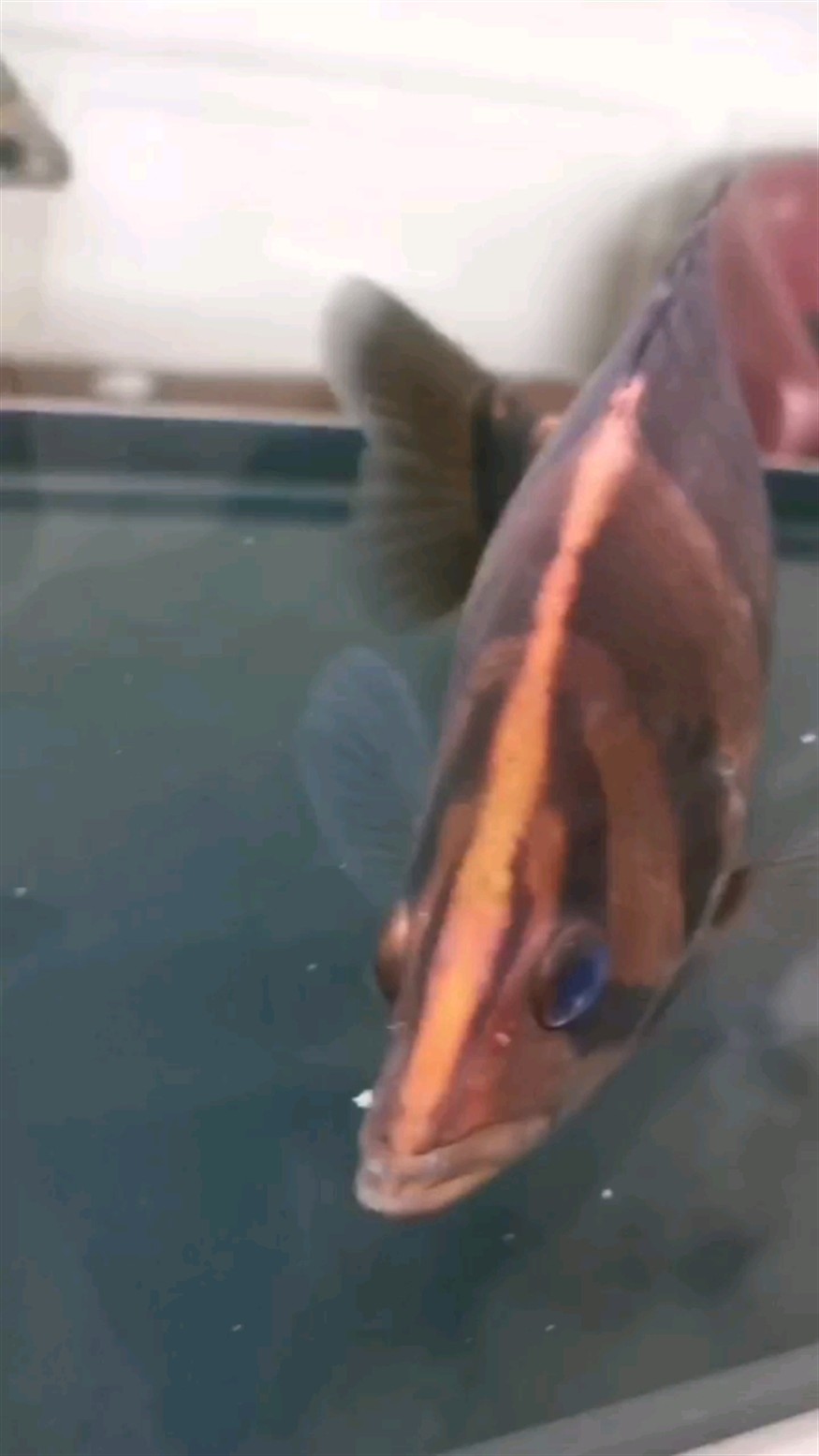 虎魚嘴上長白線