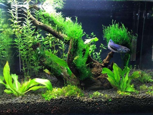 白銀龍魚圖片大全大圖(白金龍魚圖片大全大圖)