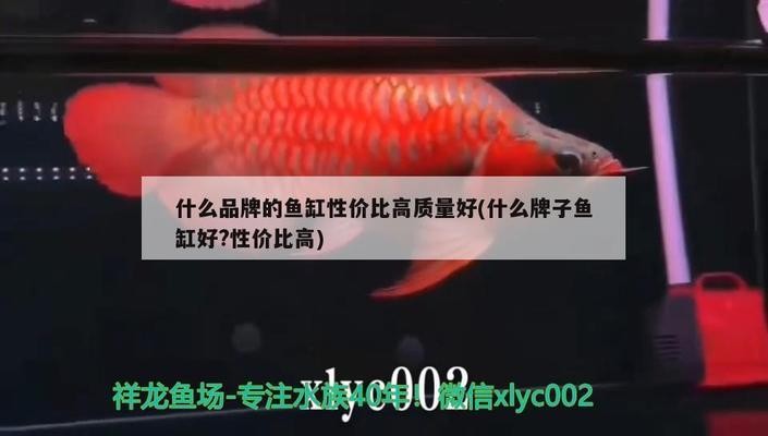 養(yǎng)銀龍魚缸背景用什么顏色（養(yǎng)銀龍魚缸背景用什么顏色好）
