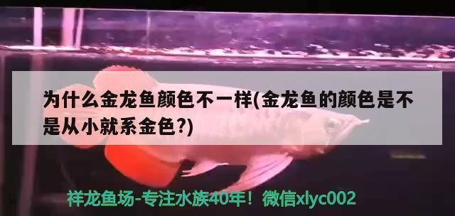 虎魚小時候還是膽小 虎魚小時候還是膽小 虎魚百科