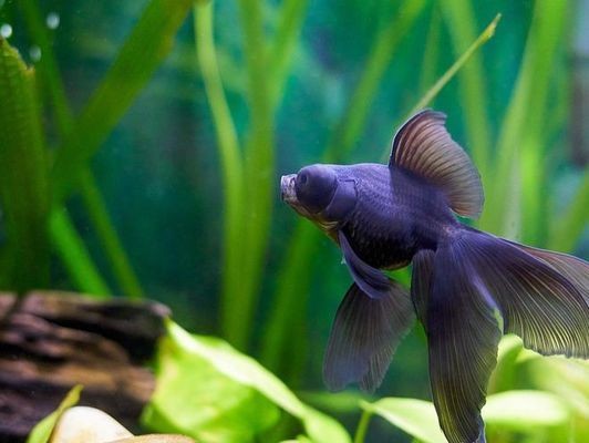 銀龍魚適合的水溫是多少合適(銀龍魚適應的水溫多少度)