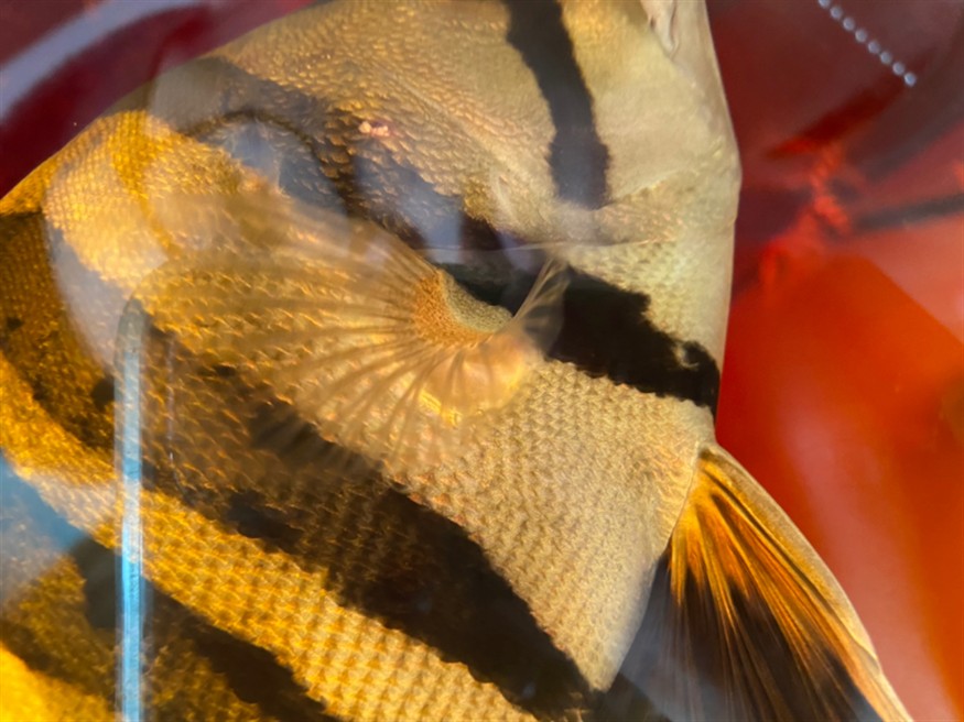 虎魚這是什么??？