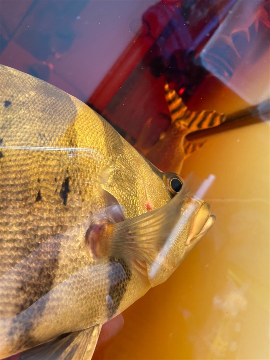 虎魚這是什么??？