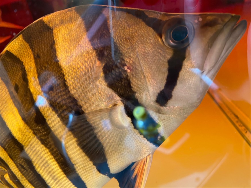虎魚這是什么?。?></span><span id=