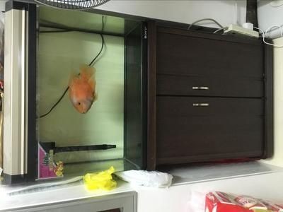西烏珠穆沁旗水寵世界水族館（西烏珠穆沁旗寵物店）