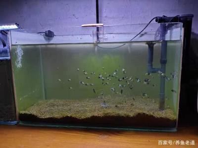 龍魚和銀龍魚一起養嗎圖片大全（龍魚和銀龍魚一起養嗎圖片大全大圖）