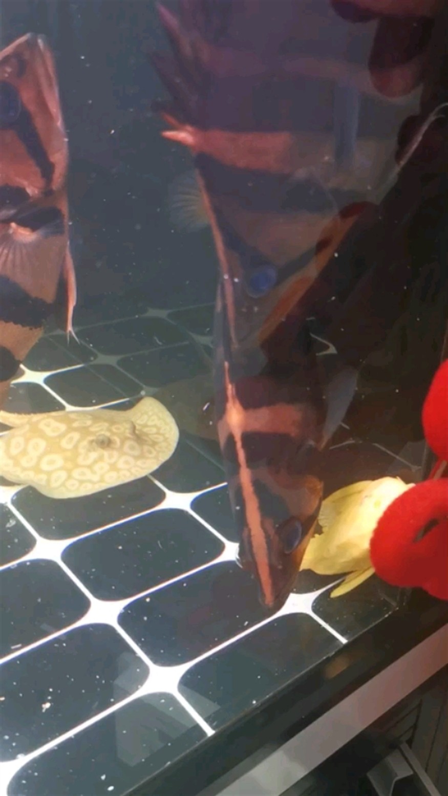 虎魚蒙眼怎么辦？ 虎魚蒙眼怎么辦？ 虎魚百科