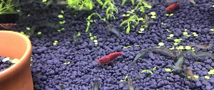 銀龍魚會變色嗎（銀龍魚養久了會變色嗎） 銀龍魚會變色嗎（銀龍魚養久了會變色嗎） 銀龍魚百科