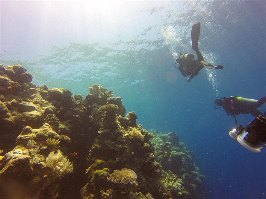 虎魚多少度水溫合適養(yǎng)（水虎魚水溫多少合適）