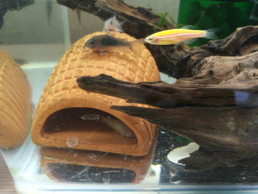 曬曬鼠魚和子陵蝦虎