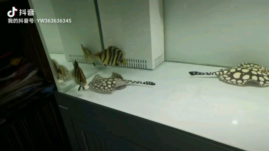 魟魚 虎魚