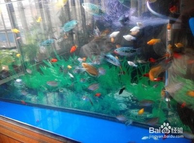 銀川市興慶區(qū)富貴人家水族館（銀川市興慶區(qū)富貴人家水族館