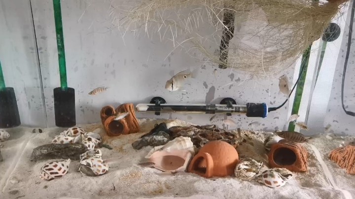 把魚缸換了重新開缸養卷貝和黃金虎