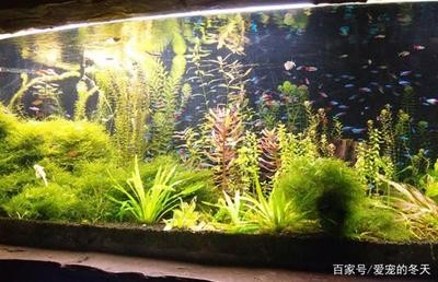 新買的銀龍魚喂什么吃合適（新買的銀龍魚喂什么吃合適呢）