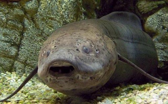 白化金龍魚圖片高清圖(白化銀龍魚)