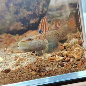 鄭州市惠濟區愛魚水族館（鄭州市惠濟區愛魚水族館地址）