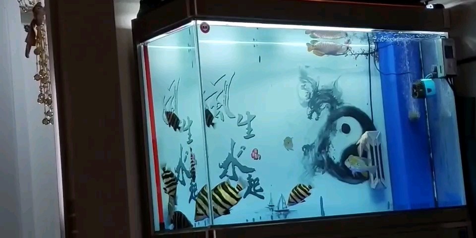有十間的虎魚才叫明虎