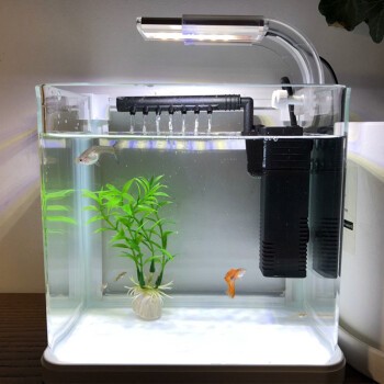 黃化銀龍魚(yú)用什么燈光好看（黃化銀龍魚(yú)用什么燈光好看呢）