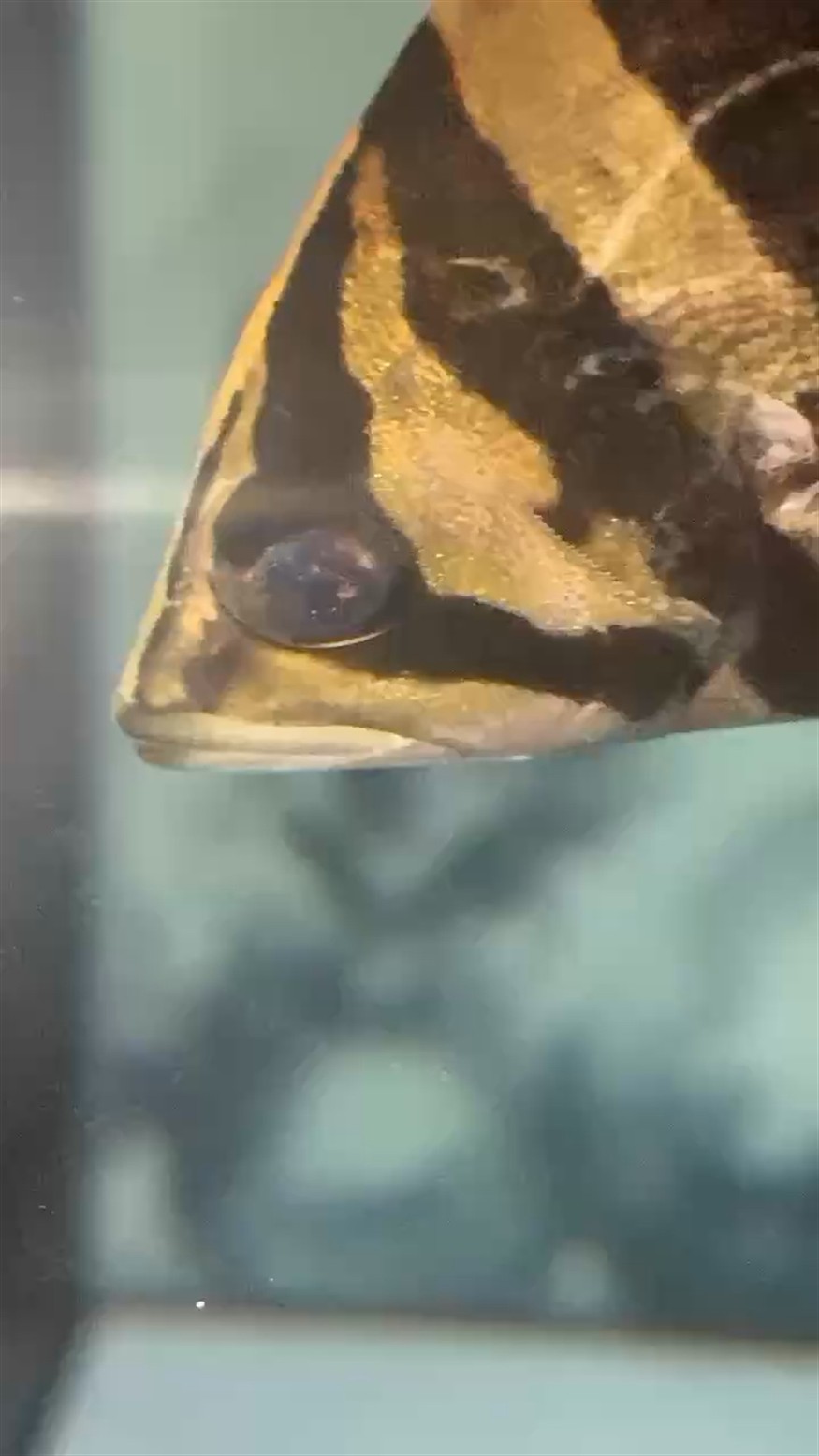虎魚剛到好像黑眼球塌陷了能救嗎？